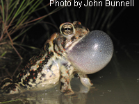 Fowler's Toad